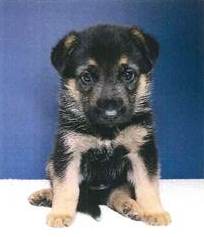 Guide Dog Named in Honor of PPL Susquehanna Employee