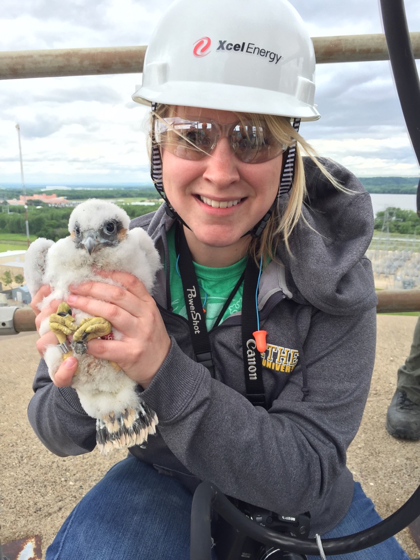 Prairie Island is home to falcon babies
